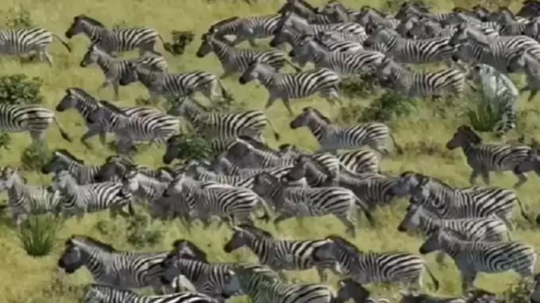 Do You See The Hidden Tiger Among These Zebras Optical Illusion?