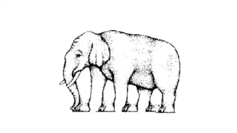 Elephant Legs Optical Illusion, How Many Legs Does The Elephant Have?