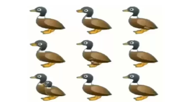 Mind-bending Brain Teaser Challenge: How Many Ducks Are There In The Picture?