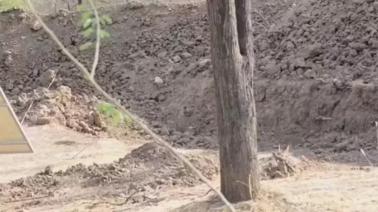 Optical Illusion Visual Test : Can You Spot The Hidden Leopard In 15 Seconds?