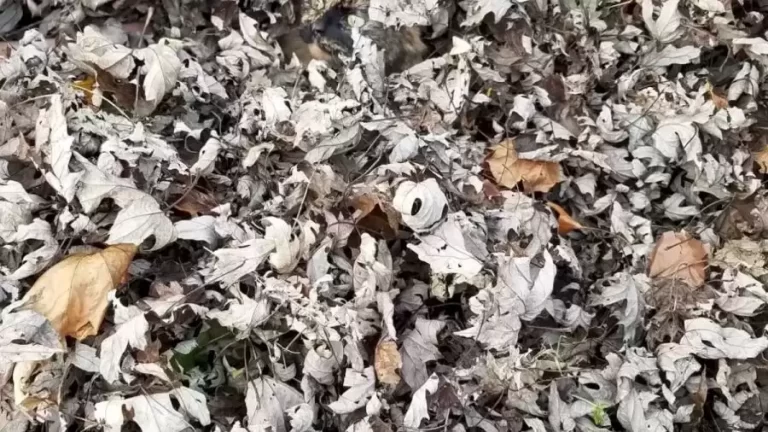 Optical Illusion Visual Test: Can you spot the hidden Cat among the pile of leaves?