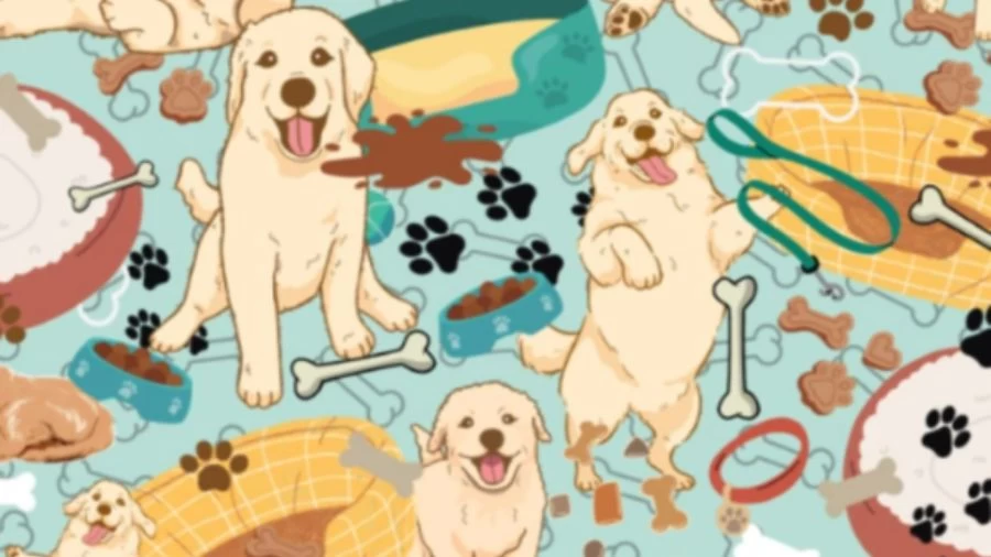 Brain Teaser Find the Hidden Objects: If You Have Eagle Eyes find Hidden Ball among the Dogs in 15 seconds