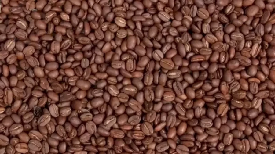 Optical Illusion Challenge: If you have Eagle Eyes find the Hidden Raisin Amid these Coffee Beans in this Image within 20 Seconds