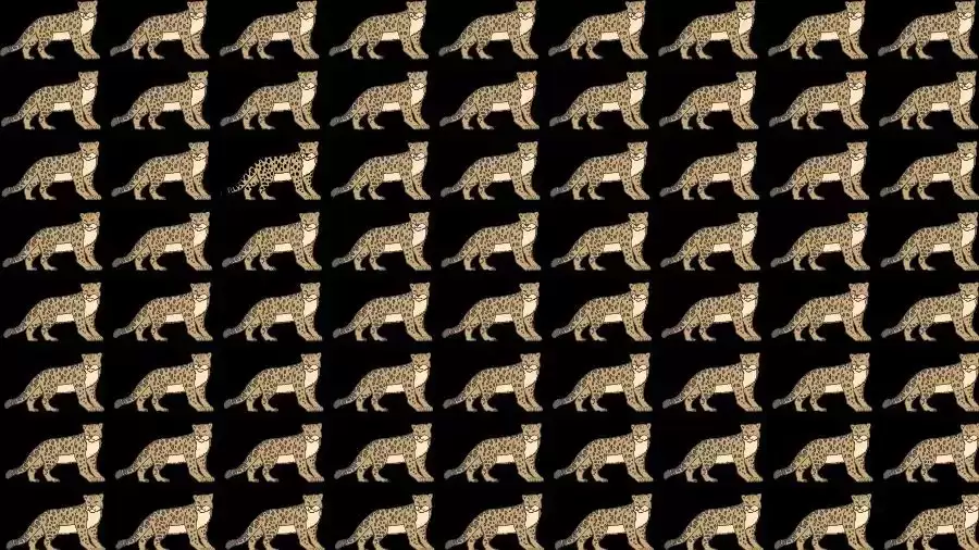 If you have Eagle Eyes find the Odd Leopard in 15 Seconds