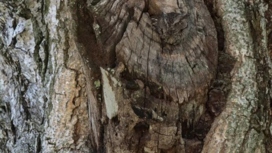 If you spot the owl in this tree within 5 seconds you have 20/20 vision