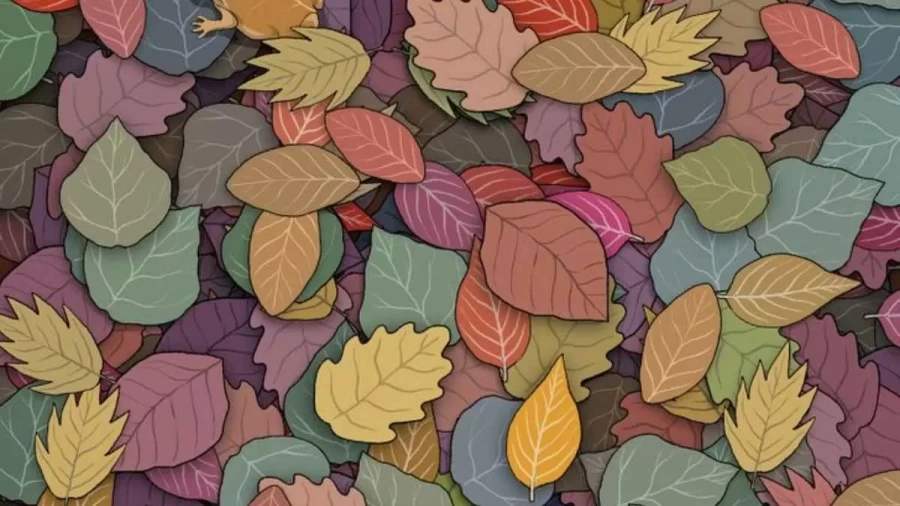 Observation Skill Test:If you have Sharp Eyes Find the hidden Frog among the Leaves within 12 Seconds?