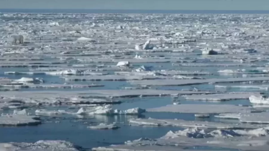 Optical Illusion Challenge: Can you spot the Hidden Polar Bear in this Sea Ice within 15 Seconds?