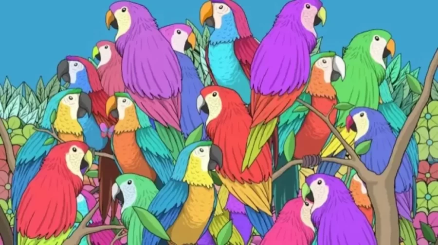 Optical illusion: Can You Spot the Hidden Butterfly Among these Parrots within 12 Seconds?