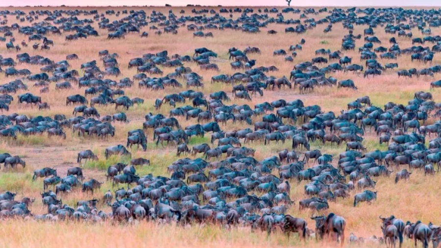Picture Puzzle Brain Teaser: Can You Spot the Zebra among the Herd in 15 Secs?