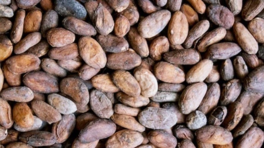 Optical illusion Challenge: If you have sharp vision try to find the Almond among the Cocoa beans within 10 seconds