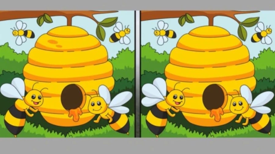 Brain Teaser: You have top IQ if you can spot the 5 differences under 10 secs