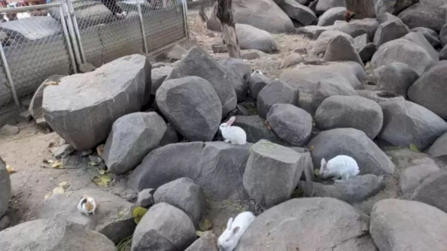 Brain Teaser for sharp eyes: Can you locate the Hidden Pig among the Rocks within 15 secs?
