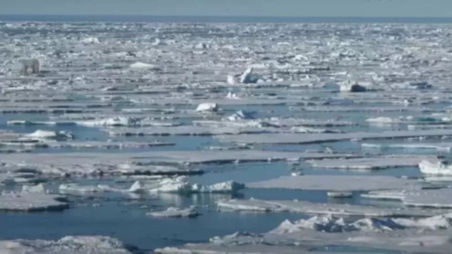 Can You Locate The Hidden Polar Bear In This Sea Ice Within 15 Seconds?
