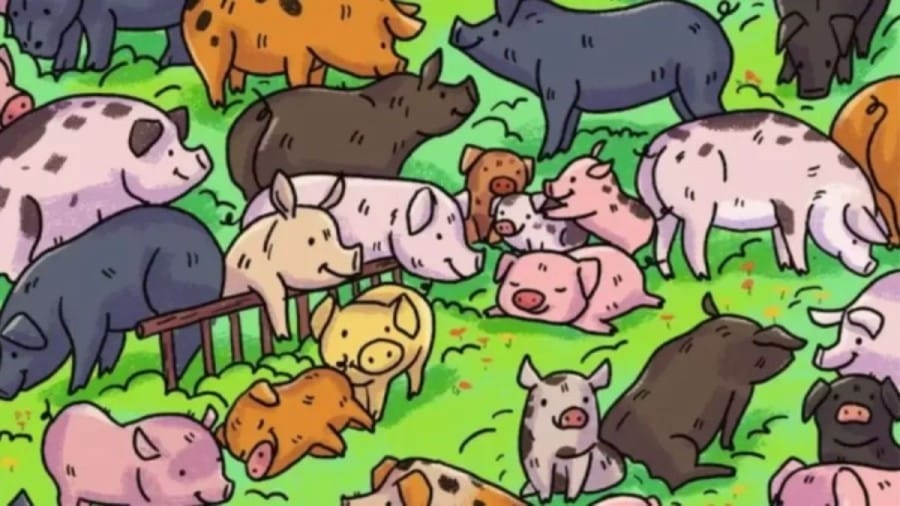 Can you find the Hippopotamus among the Pig within 8 Seconds? Explanation and Solution to the Hippopotamus Optical Illusion