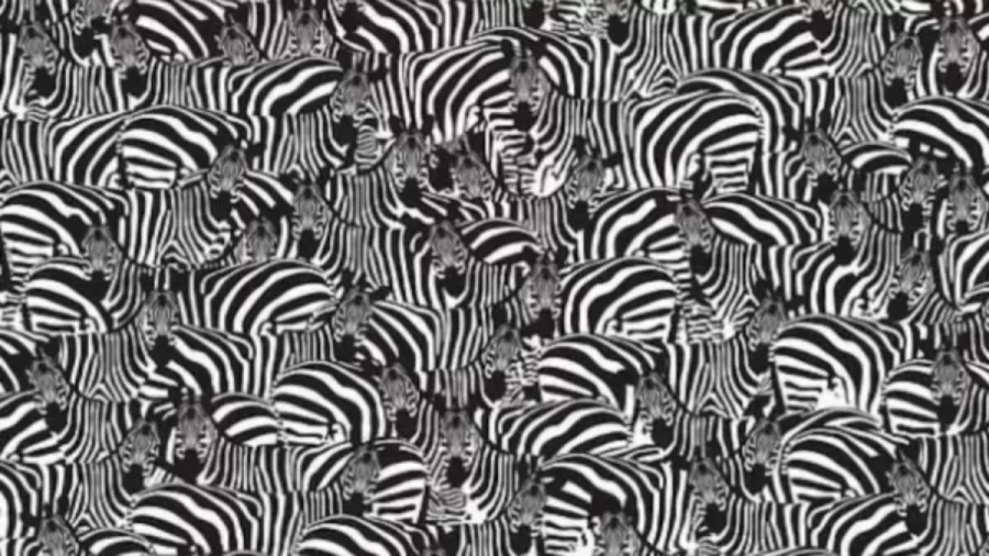 Can you spot the Hidden Piano Keyboard among these Zebras within 20 Seconds? Explanation and Solution to the Hidden Piano Keyboard Optical Illusion