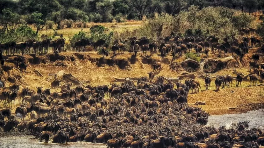 Optical Illusion: Can You Find The Hidden Two Zebras Among These Wildebeest Within 20 Seconds?