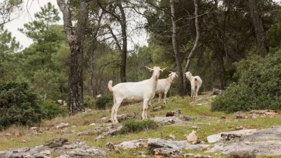 Optical Illusion: Can you save these Goats by Spotting the Predatory Wolf in this Image?