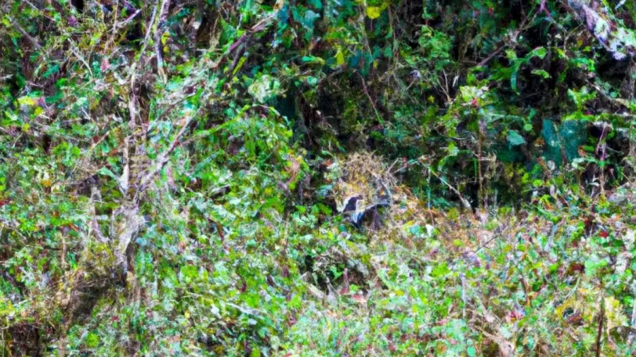 Optical Illusion Find And Seek: Check How Sharp Your Eyes Are. Find The Jaguar In Less Than 18 Seconds