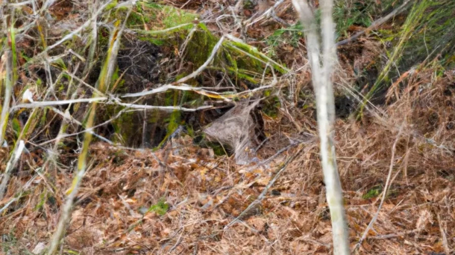 Optical Illusion IQ Test: Are You Smart Enough To Detect The Deer In This Picture?