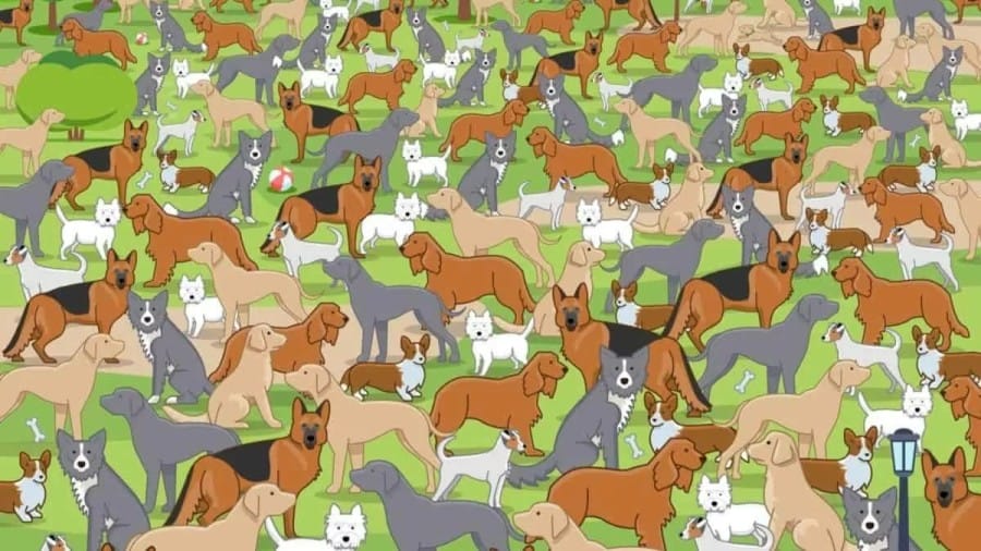 Optical Illusion: If you hawk eyes spot the puppy among dogs in 17 seconds