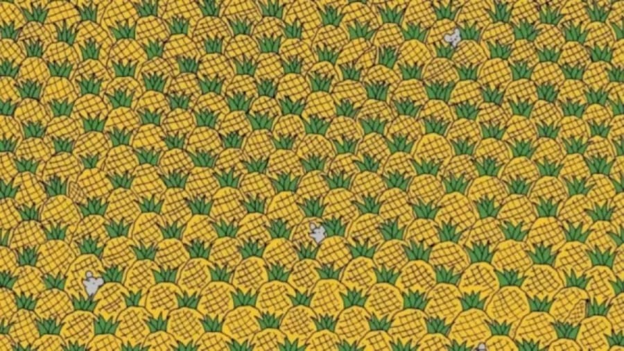 Seek and Find Optical Illusion: Eagle Eyes can find four Corns Among the Pineapples in 15 Secs