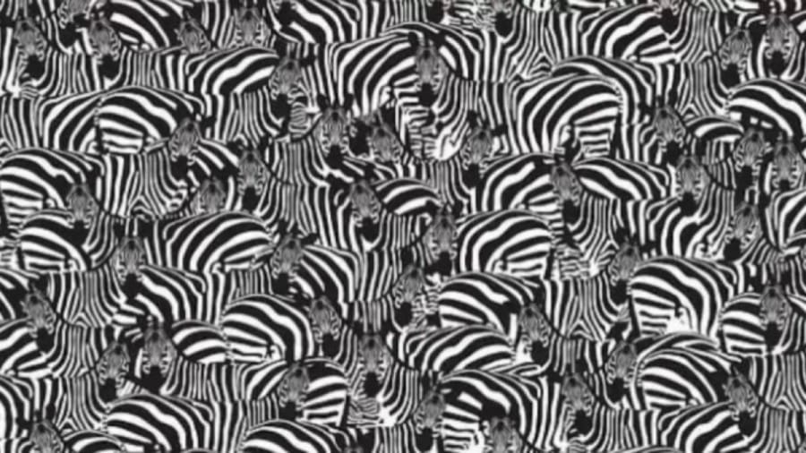 Brain Teaser Eye Test: Can you spot the Hidden Piano Keyboard among these Zebras in 18 Seconds?