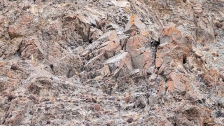 Can you spot the snow leopard in 10 seconds? Explanation and Solution to the Optical Illusion