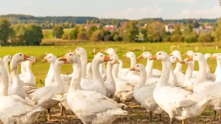 Optical Illusion Find And Seek: Can You Find the Hidden Egg Among these Ducks Within 12 Seconds?